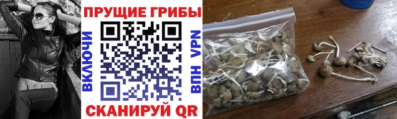 Купить где  Элиста  Псилоцибиновые грибы Cubensis 